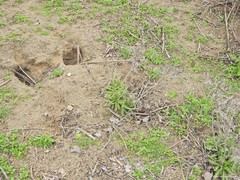 Oryctolagus cuniculus