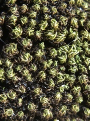 Tortella nitida