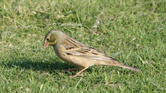 Emberiza hortulana