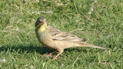 Emberiza hortulana