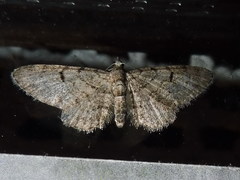 Eupithecia ultimaria