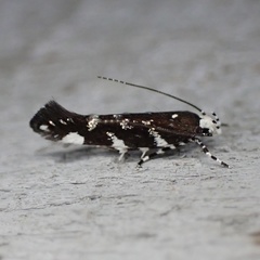 Stagmatophora