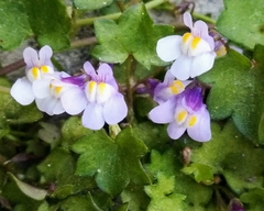 Cymbalaria muralis