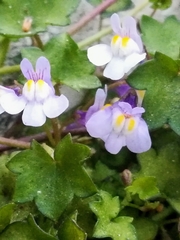 Cymbalaria muralis