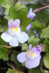 Cymbalaria muralis
