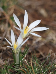Crocus nevadensis
