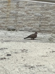 Streptopelia senegalensis