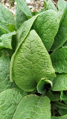 Symphytum tuberosum
