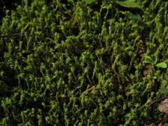 Leptodontium