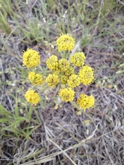 Lomatium simplex