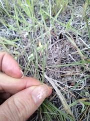Lomatium simplex