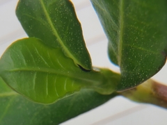 Amynothrips andersoni