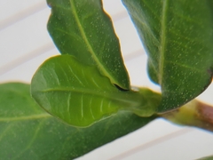 Amynothrips andersoni