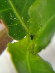 Amynothrips andersoni