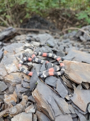 Micrurus dissoleucus dissoleucus