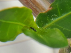 Amynothrips andersoni