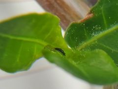 Amynothrips andersoni