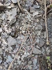 Micrurus dissoleucus dissoleucus