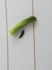 Amynothrips andersoni