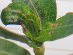 Amynothrips andersoni