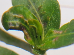 Amynothrips andersoni