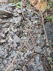 Micrurus dissoleucus dissoleucus