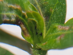 Amynothrips andersoni