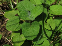 Salvia palifolia