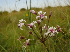 Nerine hesseoides