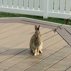 Sylvilagus floridanus