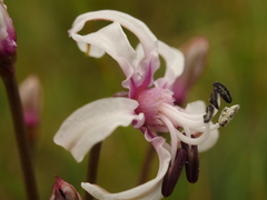 Nerine hesseoides