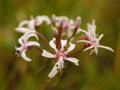 Nerine hesseoides