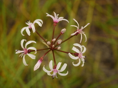 Nerine hesseoides
