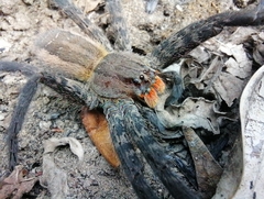 Cupiennius salei