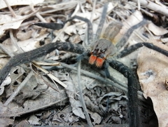 Cupiennius salei