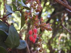 Gaultheria trichocalycina