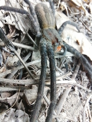 Cupiennius salei