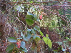 Gaultheria trichocalycina