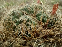 Coryphantha cornifera