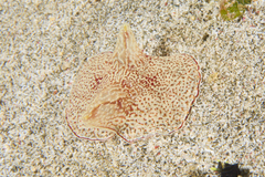 Coeloplana meteoris