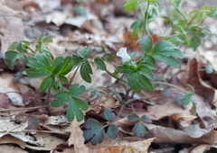 Phacelia ranunculacea