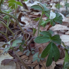 Phacelia ranunculacea