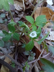 Phacelia ranunculacea