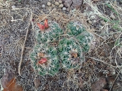 Coryphantha cornifera