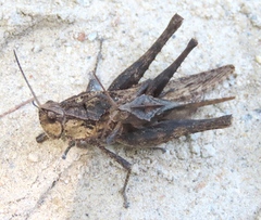 Xyleus discoideus venezuelae