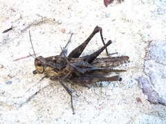 Xyleus discoideus venezuelae