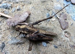 Xyleus discoideus venezuelae