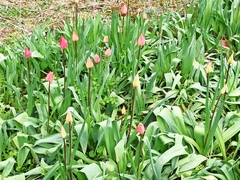 Tulipa raddii