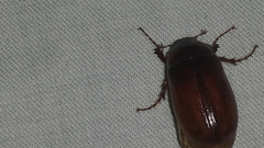Phyllophaga futilis