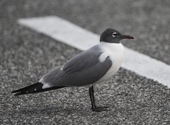 Leucophaeus atricilla